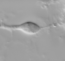 נוירונים בתנועה