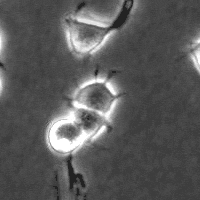 נוירון חדש נולד